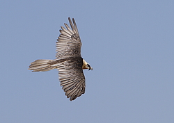 ������� (Gypaetus barbatus) �����, ������