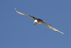 ������� (Gypaetus barbatus) �����, ������