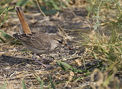 �������� ������� (Cercotrichas galactotes) �������