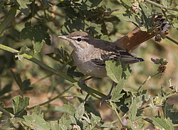 �������� ������� (Cercotrichas galactotes) �������