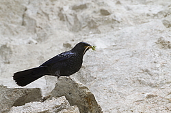 ����� ����� (Myophonus caeruleus) ������ �������, �����������