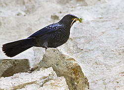 ����� ����� (Myophonus caeruleus) ������ �������, �����������
