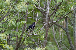 ����� ����� (Myophonus caeruleus) ������ �������, �����������
