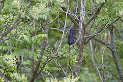 ����� ����� (Myophonus caeruleus) ������ �������, �����������