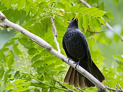 ����� ����� (Myophonus caeruleus) ������ �������, �����������