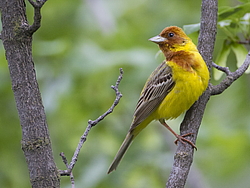 ������� ������� (Emberiza bruniceps) ������ �������, �����������