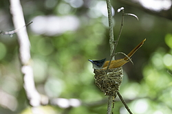 ������� ��������� (Terpsiphone paradisi) ������ �������, �����������