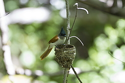 ������� ��������� (Terpsiphone paradisi) ������ �������, �����������