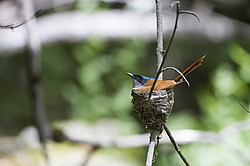 ������� ��������� (Terpsiphone paradisi) ������ �������, �����������