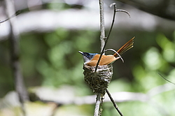 ������� ��������� (Terpsiphone paradisi) ������ �������, �����������