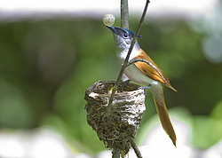 ������� ��������� (Terpsiphone paradisi) ������ �������, �����������