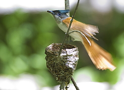 ������� ��������� (Terpsiphone paradisi) ������ �������, �����������