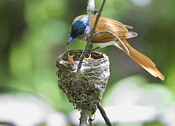 ������� ��������� (Terpsiphone paradisi) ������ �������, �����������