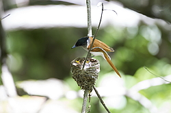 ������� ��������� (Terpsiphone paradisi) ������ �������, �����������