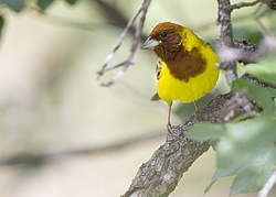 ������� ������� (Emberiza bruniceps) ������ �������, �����������