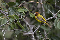 ������� ������� (Emberiza bruniceps) ������ �������, �����������