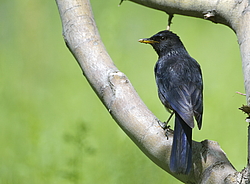 ����� ����� (Myophonus caeruleus) ������ �������, �����������