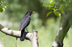 ����� ����� (Myophonus caeruleus) ������ �������, �����������