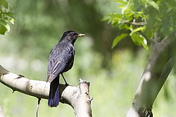 ����� ����� (Myophonus caeruleus) ������ �������, �����������