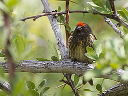 �������������� ������ (Serinus pusillus) ������������, �����������