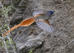 ������� ��������� (Terpsiphone paradisi) ������ �������, �����������