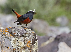 ������� ����������� (Chaimarrornis leucocephalus) ���, �����������