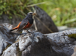 ������� ����������� (Chaimarrornis leucocephalus) ���, �����������