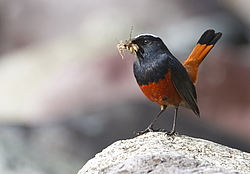 ������� ����������� (Chaimarrornis leucocephalus) ���, �����������