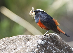 ������� ����������� (Chaimarrornis leucocephalus) ���, �����������