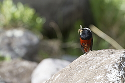 ������� ����������� (Chaimarrornis leucocephalus) ���, �����������