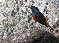 ������� ����������� (Chaimarrornis leucocephalus) ���, �����������