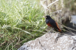 ������� ����������� (Chaimarrornis leucocephalus) ���, �����������