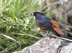 ������� ����������� (Chaimarrornis leucocephalus) ���, �����������