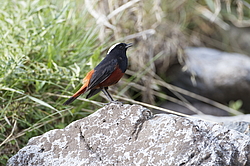 ������� ����������� (Chaimarrornis leucocephalus) ���, �����������