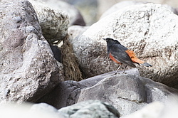 ������� ����������� (Chaimarrornis leucocephalus) ���, �����������