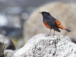 ������� ����������� (Chaimarrornis leucocephalus) ���, �����������