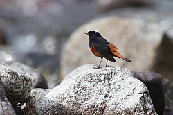 ������� ����������� (Chaimarrornis leucocephalus) ���, �����������