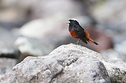 ������� ����������� (Chaimarrornis leucocephalus) ���, �����������