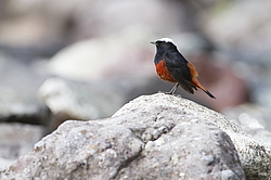 ������� ����������� (Chaimarrornis leucocephalus) ���, �����������