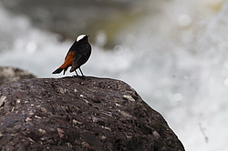 ������� ����������� (Chaimarrornis leucocephalus) ���, �����������