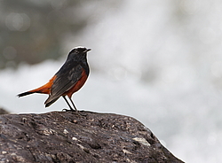 ������� ����������� (Chaimarrornis leucocephalus) ���, �����������