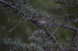 ��������������� ��������� (Phylloscopus sindianus) ��������� ��������, �����������