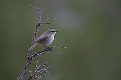 ��������������� ��������� (Phylloscopus sindianus) ��������� ��������, �����������