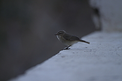 ��������������� ��������� (Phylloscopus sindianus) ��������� ��������, �����������