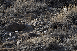 ������� ��������� (Eremophila alpestris) ��������� �����, �����������