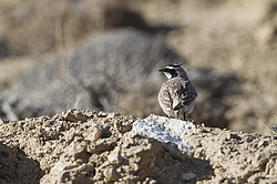 ������� ��������� (Eremophila alpestris) ��������� �����, �����������