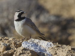 ������� ��������� (Eremophila alpestris) ��������� �����, �����������