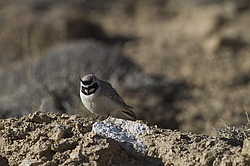 ������� ��������� (Eremophila alpestris) ��������� �����, �����������