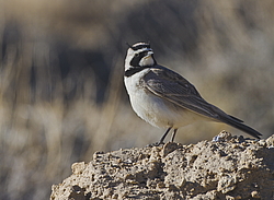 ������� ��������� (Eremophila alpestris) ��������� �����, �����������