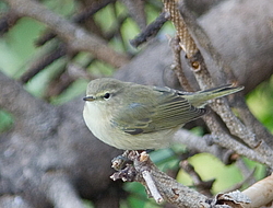 �������-��������� (Phylloscopus collybita) ������